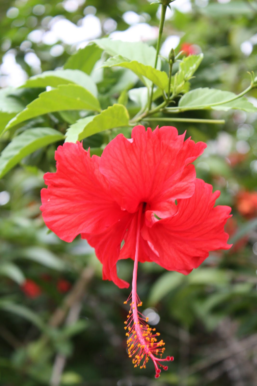 The Davis Family The Beautiful Flowers of Guam