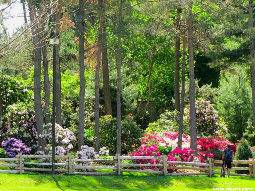 Brueckner Rhododendron Gardens Rhododendrons, Azaleas Peak Blooming Time Port Credit