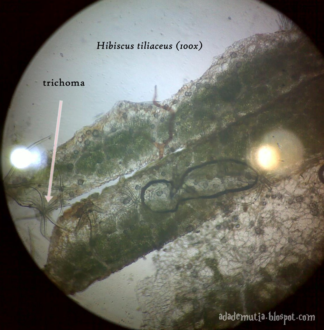 Plantcelliology plant tissue