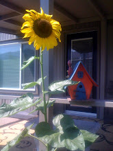 Volunteer Sunflower and Uncle Stan's Birdhouse