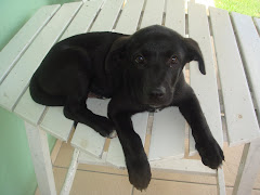 Pose para foto!