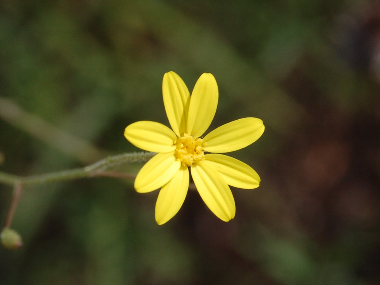 Brenda's "Texas Wild" Garden Common Broomweed