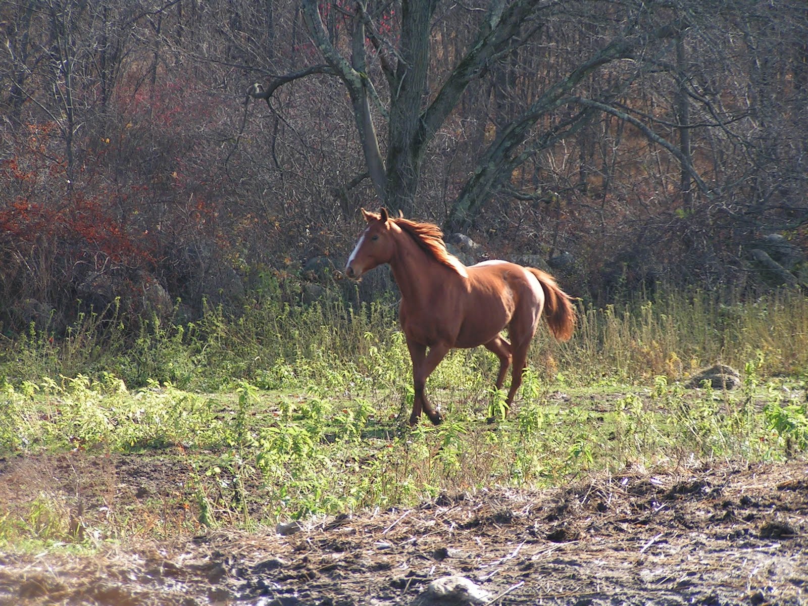 A Novel Friend Thoroughbreds at the BSER