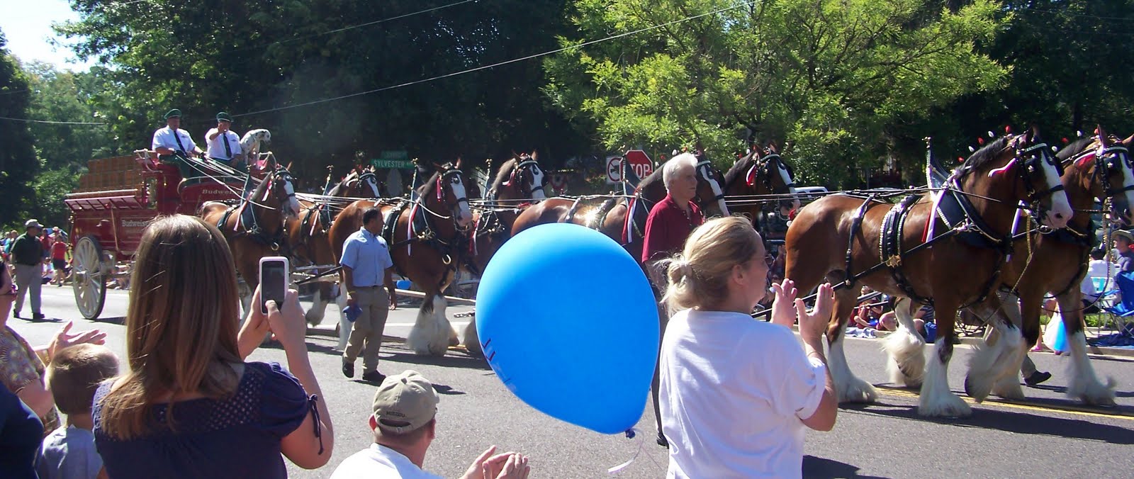Outlaw's HideOut Famous Budweiser Clydesdales Highlight Webster Groves