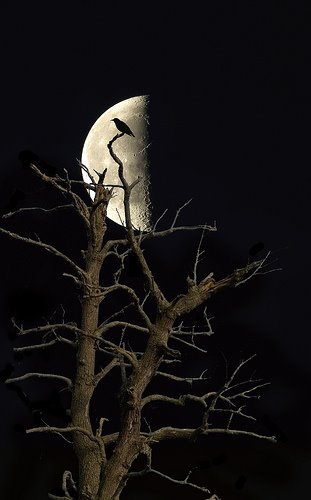 [lluna_ocell_arbre.jpg]