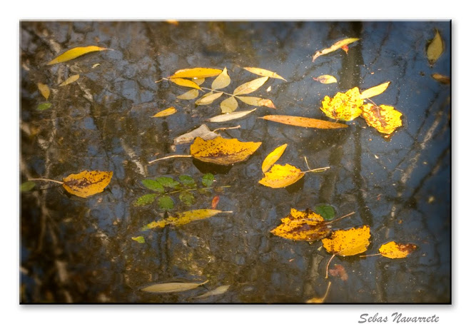 Otoño noviembre 2010