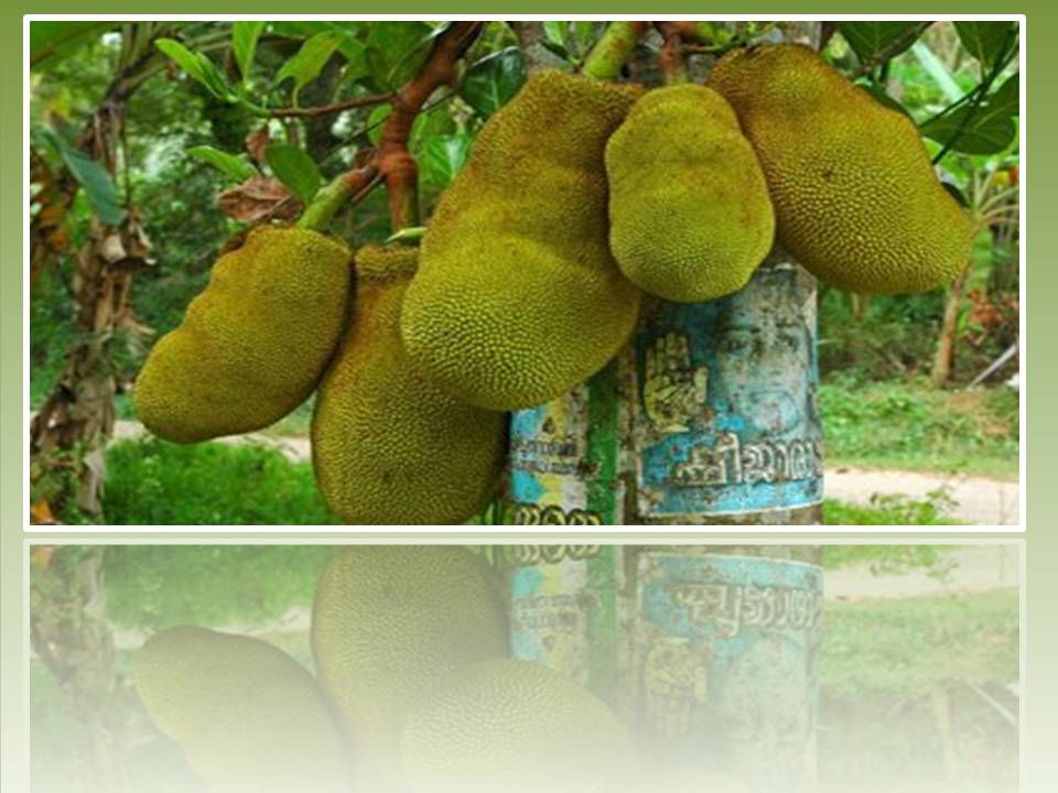 Тайские фрукты рынок. Плод с дурным запахом