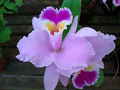 Orchid~Flower