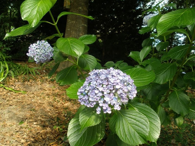 MARIETTE39;S BACK TO BASICS: {5 Varieties of Hydrangea Are Blooming Now}