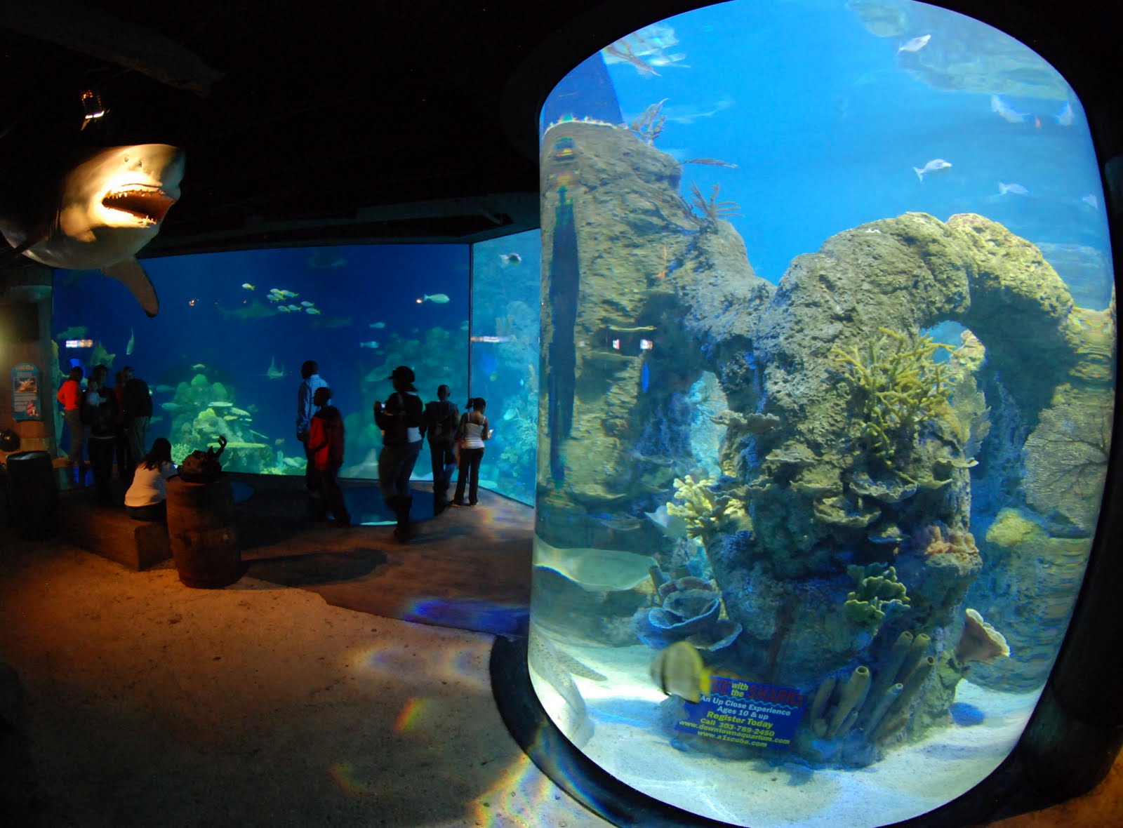 Body Glove NewsStoriesUpdates Diving with Sharks in Denver