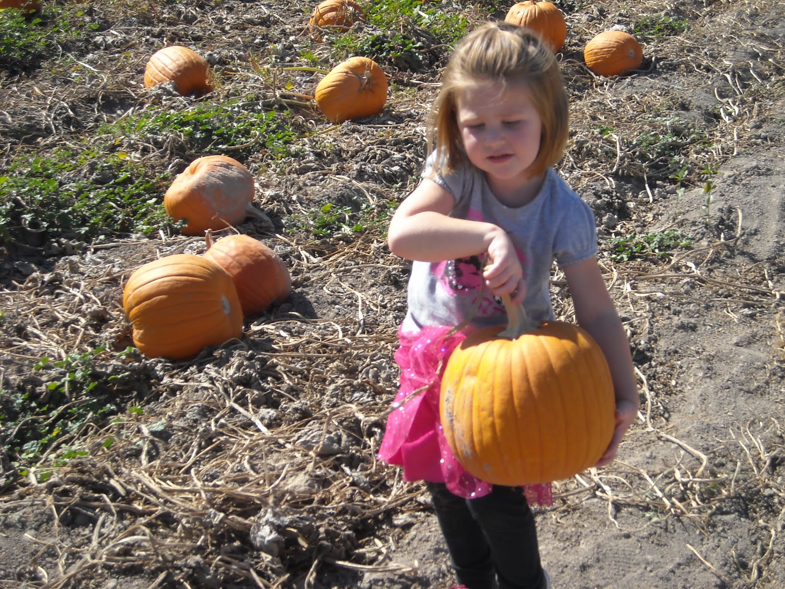 Wayman Family Pumpkin Patch