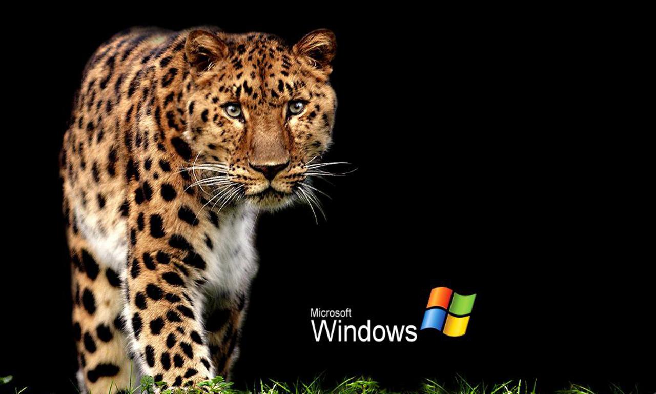 Виндовс 7 зверь. Виндовс с тигром. Картинки для Windows животные.