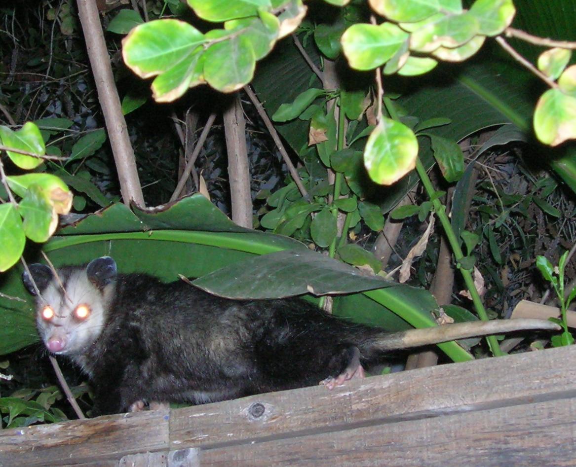 [third_post_opposum.jpg]