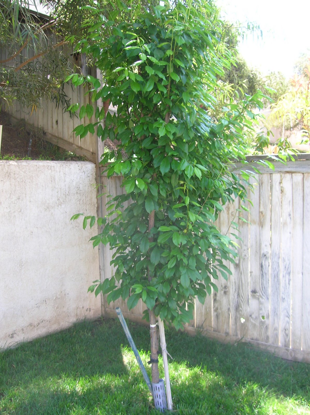 [fourth_post_plum_tree.JPG]