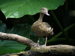dodo land waterbirds water volunteer zoo teal bird