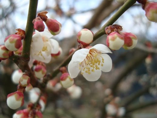 [20100200梅の花+004.01.jpg]