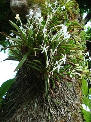 [20090710風蘭+010.02.jpg]