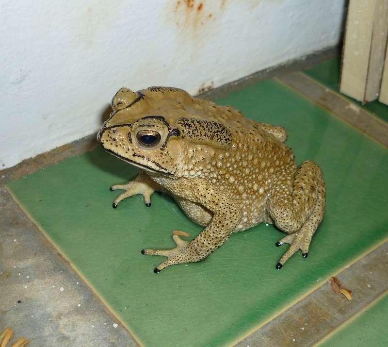 No More Winters Ever The Difference Between A Frog And A Toad 