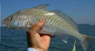 corvina Kit para pesca de Corvina