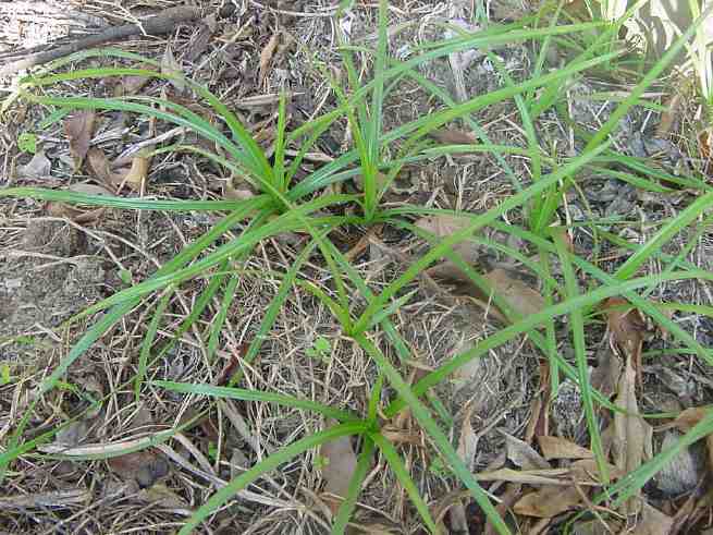Klasifikasi dan Perbedaan Morfologi dan Botani Gulma - -= Spider Share ...