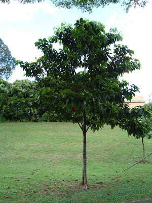 listen to it grow: Sterculia Parviflora - Kelumpang Burong