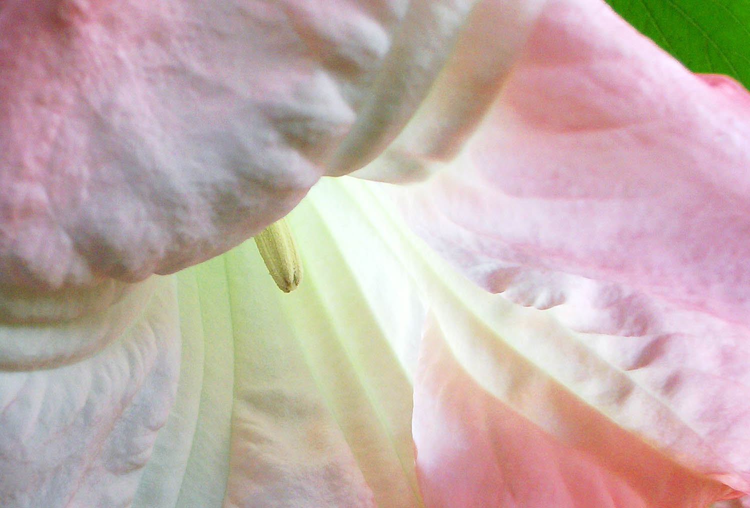 Florida Image Tools Transmitted light photography