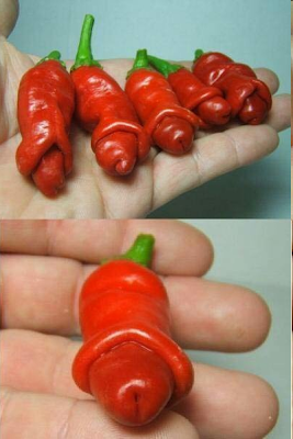 OMFG!! You will never look at peppers the same!