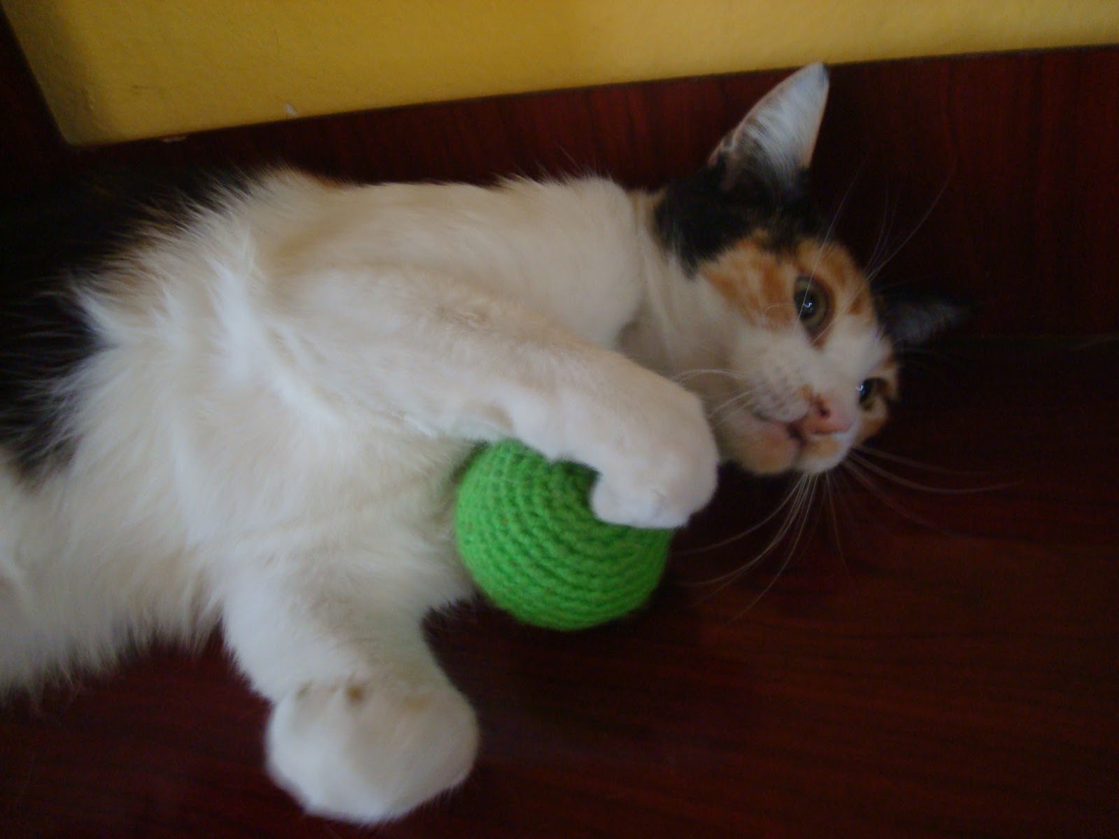 Mi Gato Me Muerde Y Se Va Corriendo