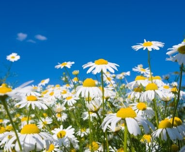 Blumensprache Die Margerite