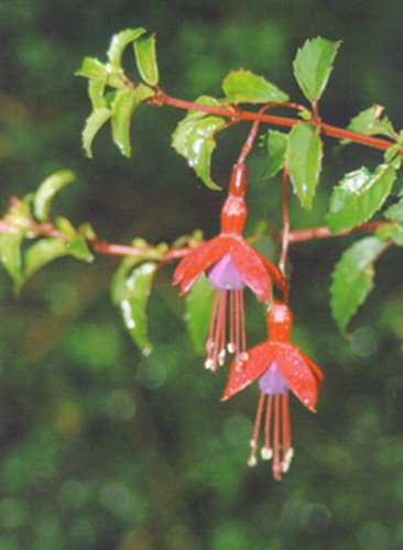 Fuchsia, un des grands symboles du Kerry