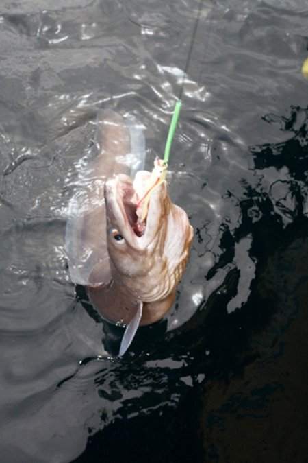 Voilà du serieux congre