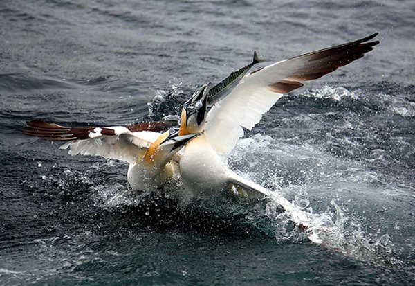 Pour un bon maquereau, on se taperait dessus (2 Foux de Bassan)