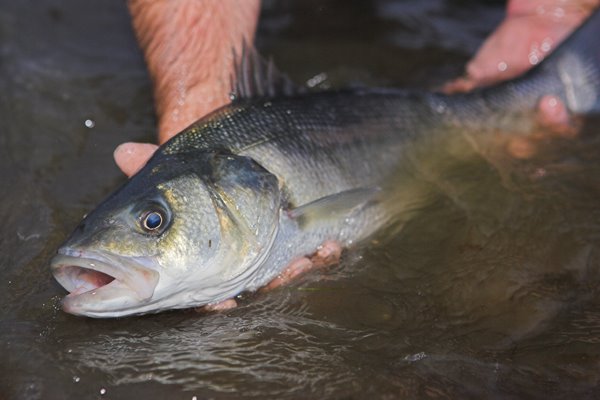 A Kerry beauty in catch & release