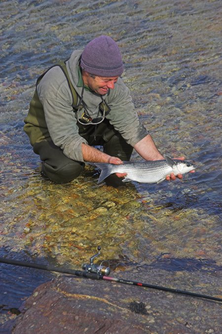 A big mullet in the clear waters of Kerry (here Kevin Brain in action)