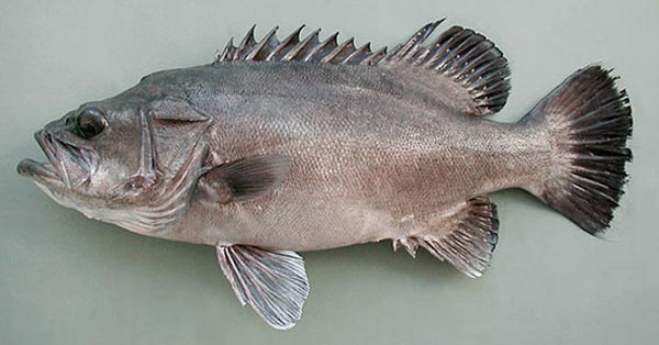 Polyprion americanus (cernier atlantique)(stone bass)