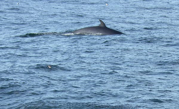 Un Minky whale, pas loin de Cahersiveen