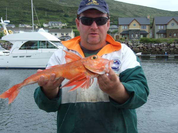 Un "specimen fish" en grondin rouge a pu etre pris la semaine derniere en peche en bateau