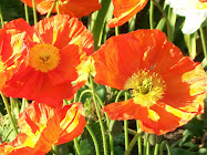 CALIFORNIA POPPIES, near Santa Barbara