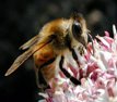 [BEE_SM.JPG]