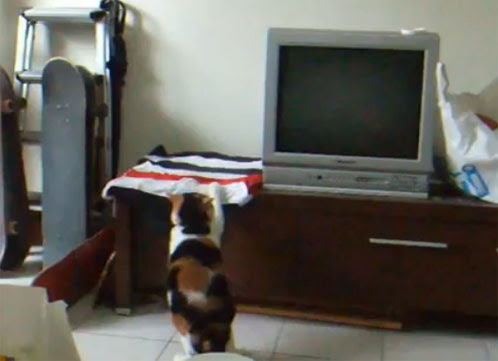 Video: どうしても飛ぶタイミングをつかめない、カンの鈍い中国の三毛猫！！