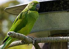 [225px-Echo_parakeet_(Psittacula_eques_echo)_-at_Durrell_Trust.jpg]