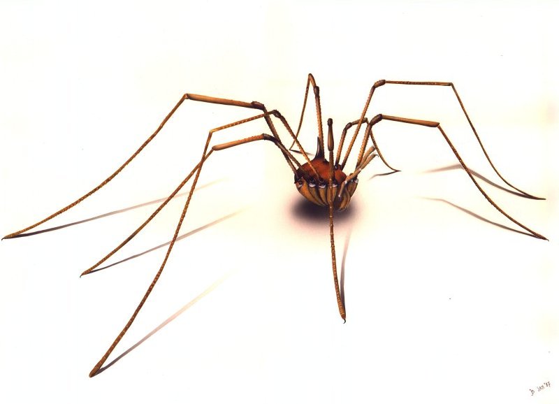 отряд сенокосцы (opiliones). паук с длинными ногами. многоножка сенокосец. паук сенокосец с длинными лапами. паук с длинными лапками.