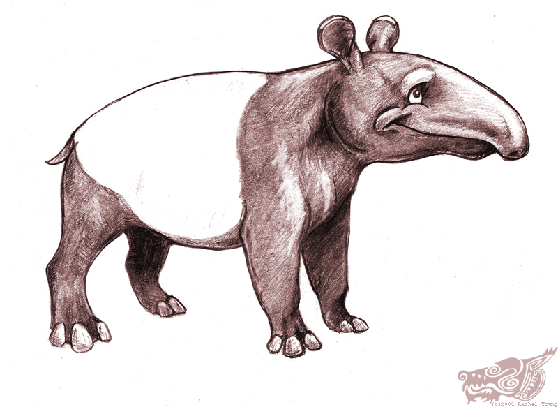LA CIENCIA DE LA VIDA: ARTE & ZOOLOGÍA (X). TAPIR