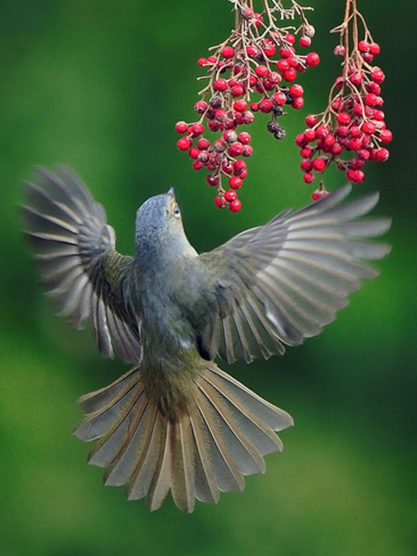 The Life of Sweet Birds GREAT BIRD PHOTOS