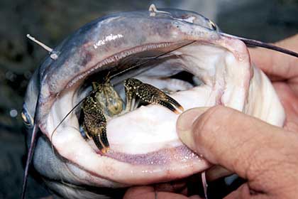 Riverlogue: Crawfish as Bait