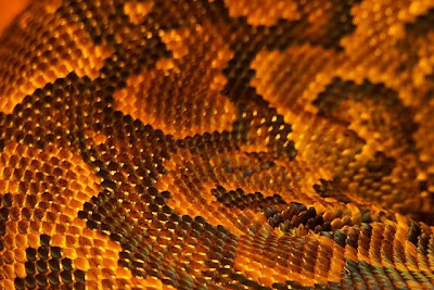 Snakeskin - Wikipedia