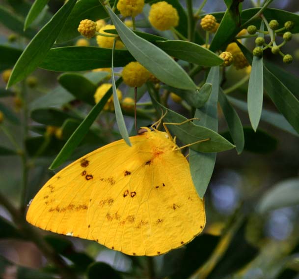 Toowoomba Plants Butterflies at Brookvale