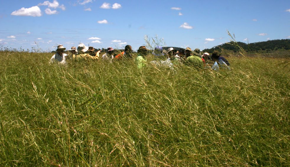 Toowoomba Plants Plains Grass