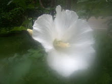 Rose of Sharon - on my property (Photo by GV)