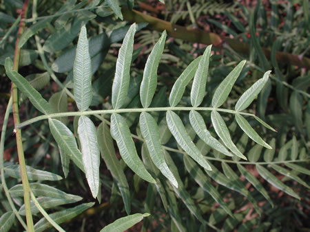 Bruja Roja 62: La Muerte del Pirul